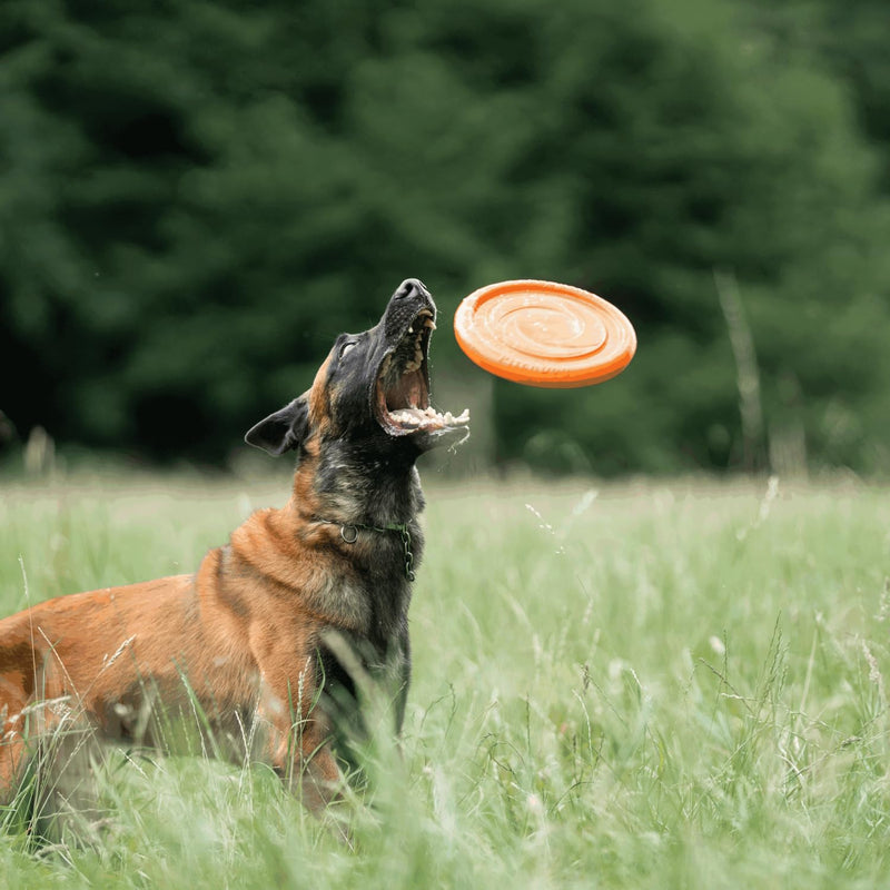 SPRENGER Dog Toy Frisbee - Water Enjoyment, Dental-Friendly, Floating, Orange - 24 cm - PawsPlanet Australia