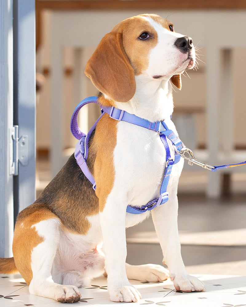 DF Freedom No Pull Martingale Dog Harness and Leash Set, Front Clip Adjustable Harness with Reflective & Padded Handle, Easy Walking & Training, Rainbow, 1", Chest 24.4" - 32.4" 1" (Chest 24.4" - 32.4") Rainbow Pro - PawsPlanet Australia