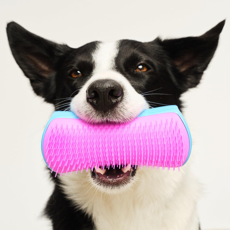 Pet Teezer De-Shedding Dog Brush by Tangle Teezer, Dog Grooming Tool for Long Haired Breeds and Wet or Dry Fur, Large, Blue & Pink Large De-shedding - PawsPlanet Australia