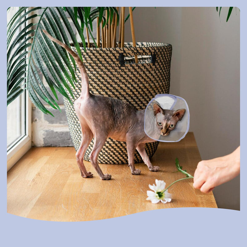 Andiker Cat Cone Collar, Folding Adjustable Cat Recovery Collar with Drawstrings Lightweight Transparent Elizabeth Collar for Dogs and Cats Kittens to Stop Licking and Scratching (Purple, S) Purple
