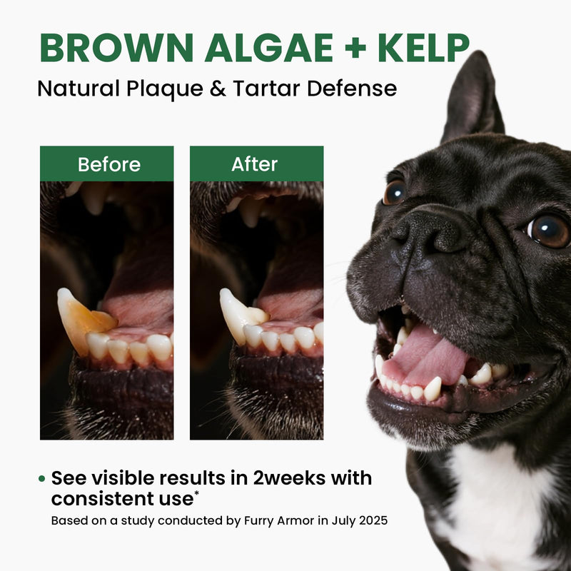 Dog Teeth Cleaning Powder, Dog Dental Powder and Cats Breath Freshener, Plaque Off Pet Tooth Cleaning lab co, Bad Breath & Tartar Remover, Dog Teeth Cleaning with Enzymes-Green Tea