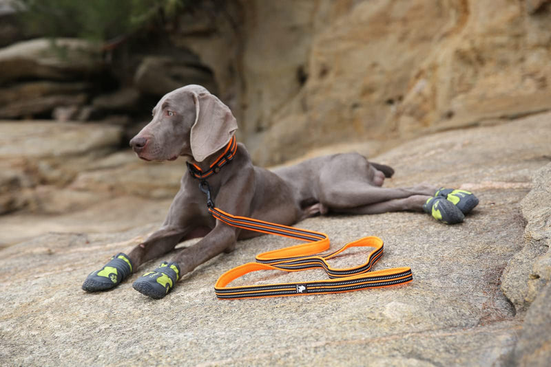 TRUE LOVE Reflective Dog Leash Puppy Walking Lead, Padded Pet Chain Rope，Length 200cm Truelove TLL2111(Orange,L) L Orange - PawsPlanet Australia