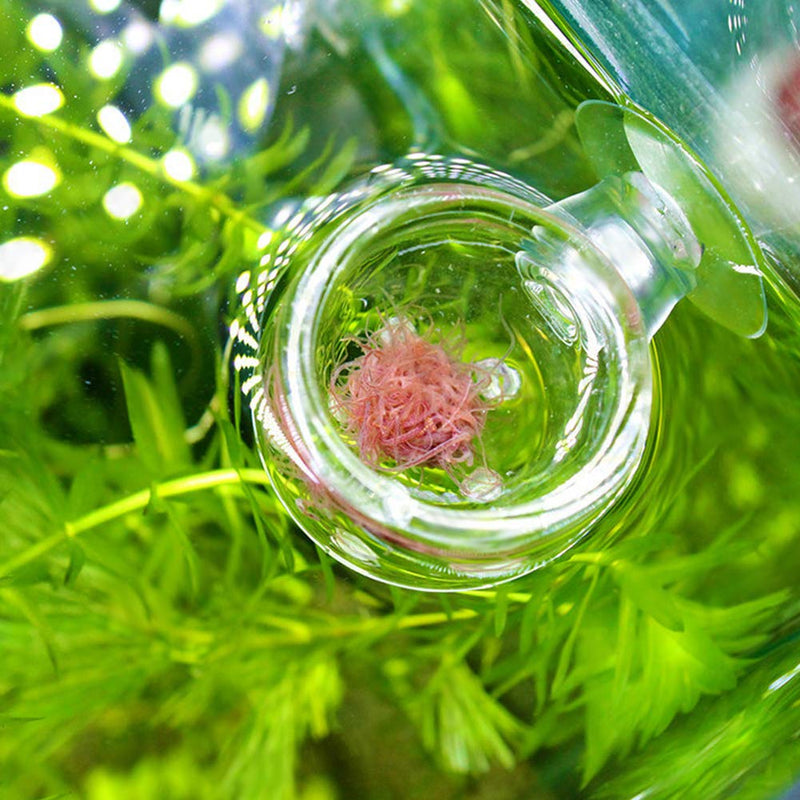 Pssopp Aquarium Red Worm Fish Feeder Transparent Suction Cup Fish Tank Feeding Cup Food Container for Feeding Shrimp Fish Glass Hole Cup - PawsPlanet Australia