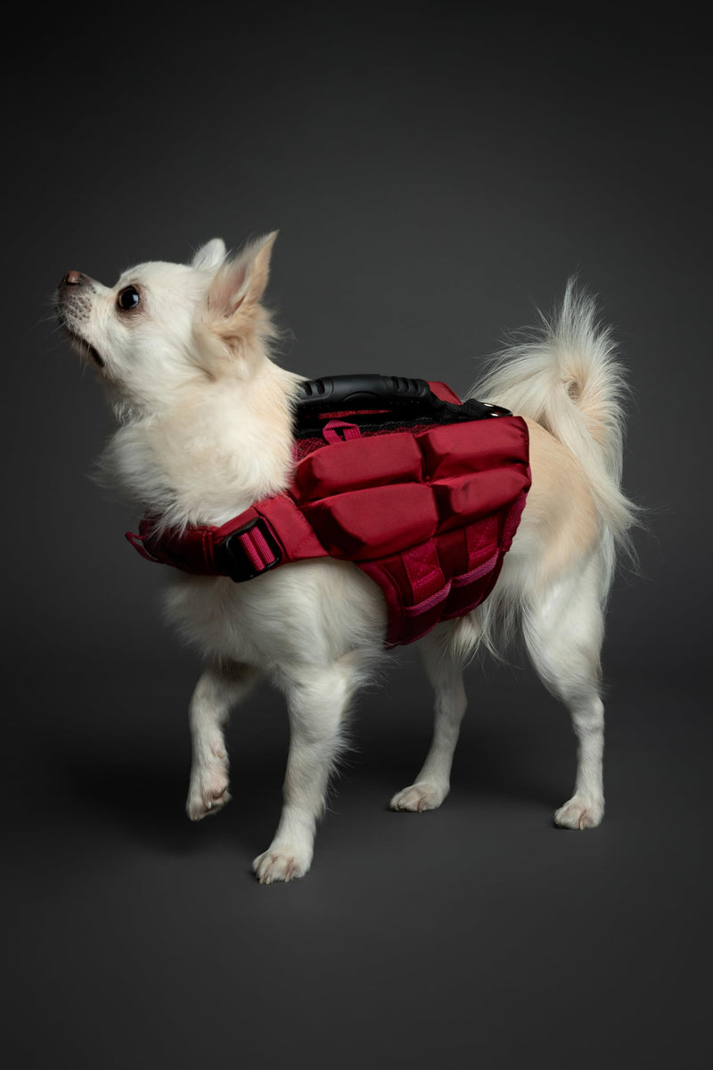 NOAH & PAW Dog Life Jacket, Human Standards Lifejacket Design, Dog Life Vest for Swimming and Boating, 3X Foam Support for Max Floating, Breathable Mesh, Salvavidas para Perros, Size XS 4 Cubes - PawsPlanet Australia
