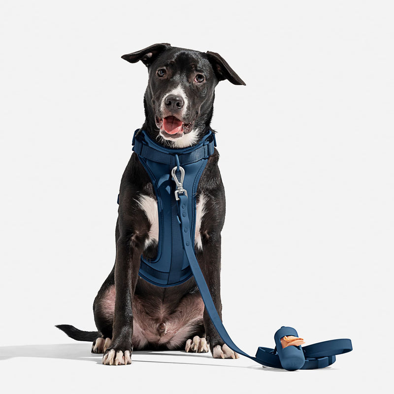 Wild One Harness 2.0 - Large - Blue - PawsPlanet Australia