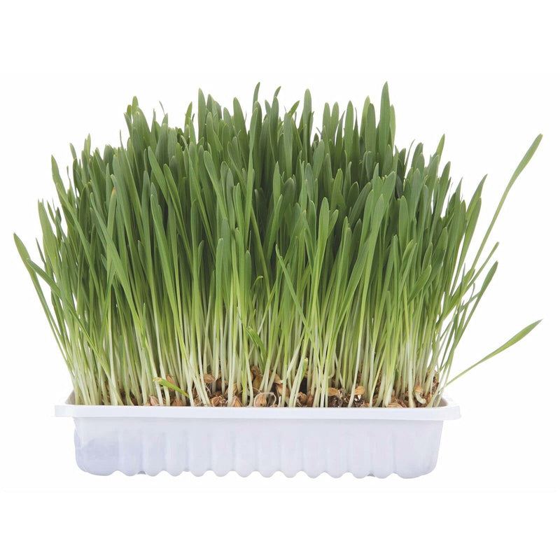 Trixie TX 4235 Cat Grass bowl 130gr