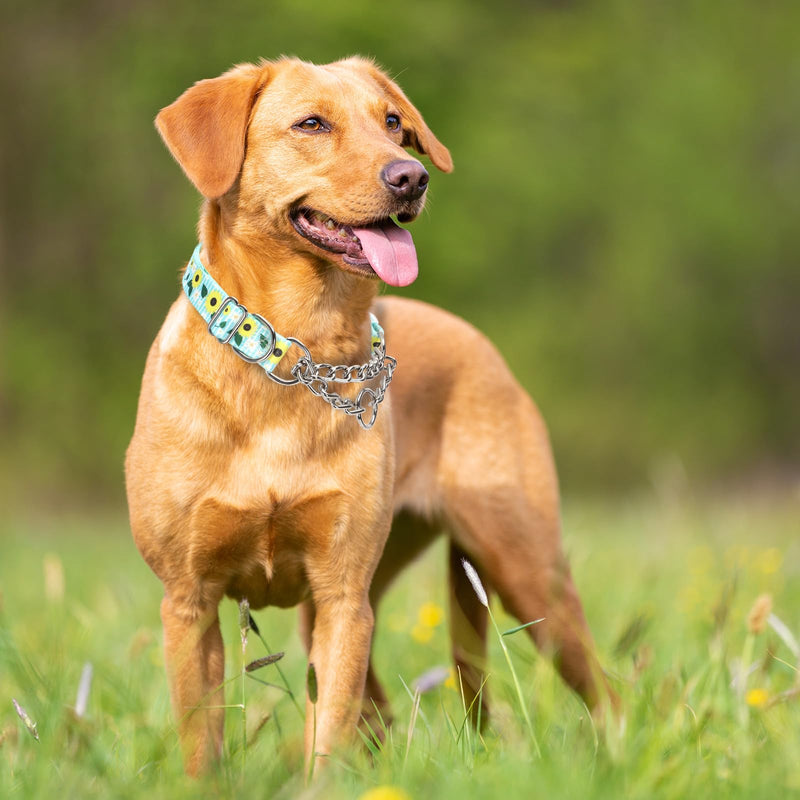 Martingale Dog Collar with Chain, No Pull Slip Cinch Choker Choke Collar Heavy Duty Dog Collar for Medium Large Extra Large Pet Dogs,Sunflower M 10 M(Neck15-20") - PawsPlanet Australia