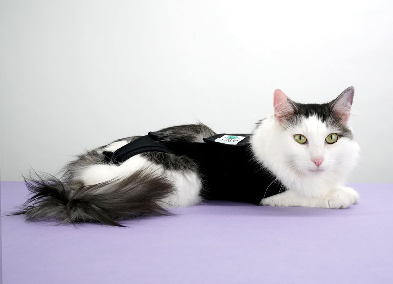 Recovery Vest for Cats (Medium/Large) Medium/Large - PawsPlanet Australia
