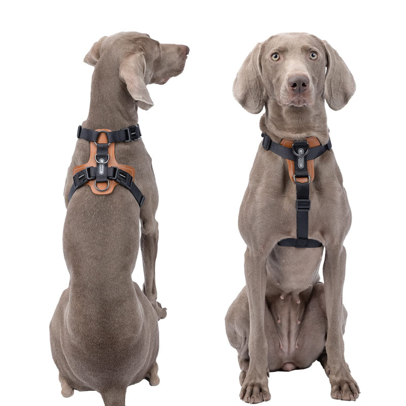 Dog Harness, no Pull Dog Harness with lesthe Pads,Ideal for Dog Walking and Training. Easy Walk Dog Harness for Small(Black, M), Medium Black - PawsPlanet Australia