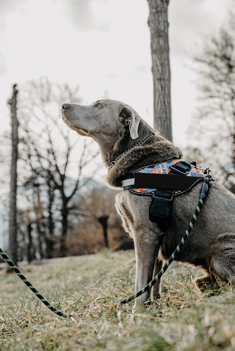 Dog Harness with Patch Panels, No Choke, Reflective, Adjustable, Soft Padded Dog Vest Harness with Easy Control Handle for Large Dogs, Purple, L L (Chest: 26 - 31 in) - PawsPlanet Australia