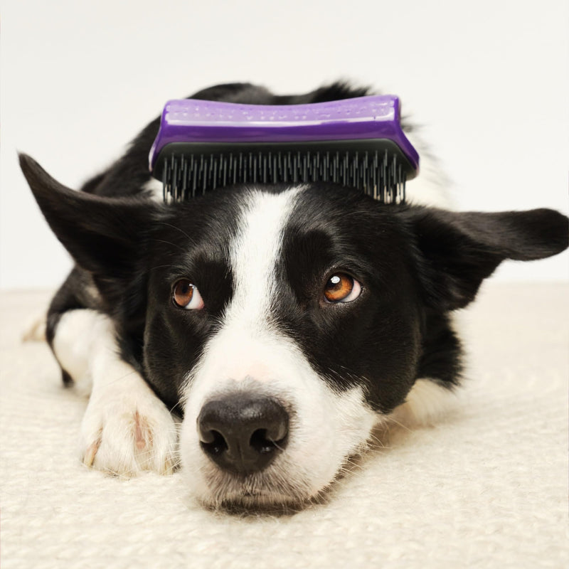 Pet Teezer De-Shedding Dog Brush by Tangle Teezer, Dog Grooming Tool for Long Haired Breeds and Wet or Dry Fur, Large, Purple & Gray Purple & Grey Large De-shedding - PawsPlanet Australia