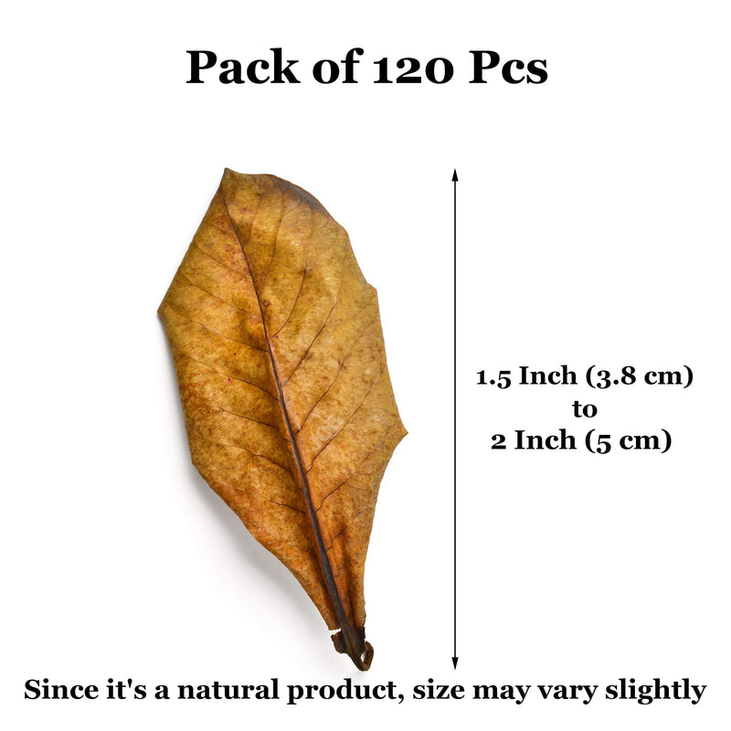 JOR 120 Pack Dwarf Frog Leaf Litter, Mini Indian Almond Leaves as Microfauna Habitat Tank Food Source, Substrate in Bioactive Terrarium & Vivarium Enclosure, Helps Tank Mimics Native Habitat - PawsPlanet Australia