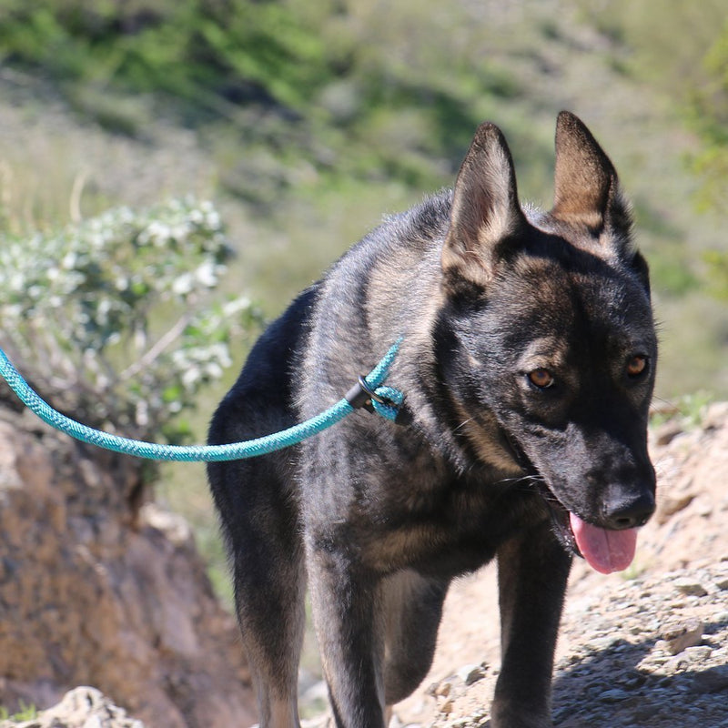 Max and Neo Rope Slip Lead Reflective 5 Foot - We Donate a Leash to a Dog Rescue for Every Leash Sold (Teal, 5FT X 1/2") 5 FT x 1/2" TEAL - PawsPlanet Australia