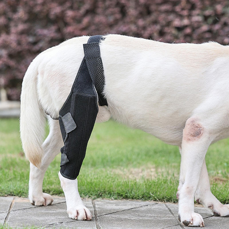 Dog Hip Support | Dog Leg Protection - Metal Strip Rear Leg Support - Breathable Rear Leg Support for Large Dogs Black M