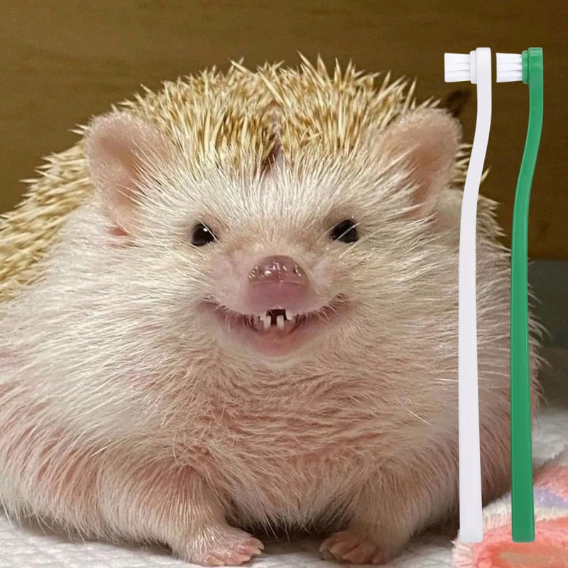 2 Pcs Pet Toothbrush for Hedgehog Small Animal Toothbrush Mini Head Soft Bristles Gentle Pet Toothbrush for Small Pets Dental Care Hedgehog Supplies Hedgehog Grooming Accessories (2 Pack) 2 Pack - PawsPlanet Australia