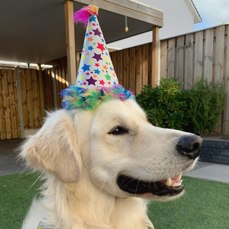 Huxley & Kent Pet Party Hat | Superstar (Large) | Birthday Hat for Dogs and Cats | Adjustable Strap for Comfort and Stability | Perfect for Birthday Party, Adoption Celebration or Gotcha Day Large - PawsPlanet Australia