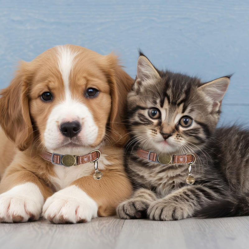Leather Cat Collars with Bells, Safety Lightweight Pet Kitten Collars, Soft Adjustable Leather Kitten Collar for Most Cats and Small Dogs - PawsPlanet Australia