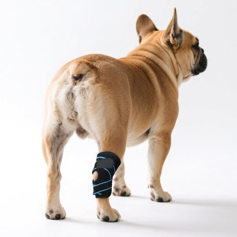 Dog Leg Braces – Adjustable Double straps reinforcement – Protects Wounds and Helps Heal Hind Legs Rear Ankle Joint – Hock & Ankle Support for Senior Dogs, ACL & Ligament Injury Recovery (L) L