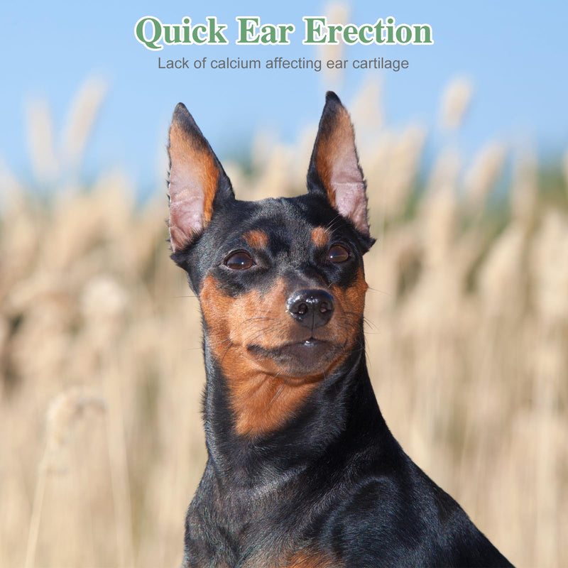 SUPVOX Dog Ear Posting Kit, 4 Pcs Dog Ear Stand Up Support Tool Dog Ear Fixed Correction Vertical Holder with Tape for Doberman Pinscher Dog Ears Sticker Up - PawsPlanet Australia