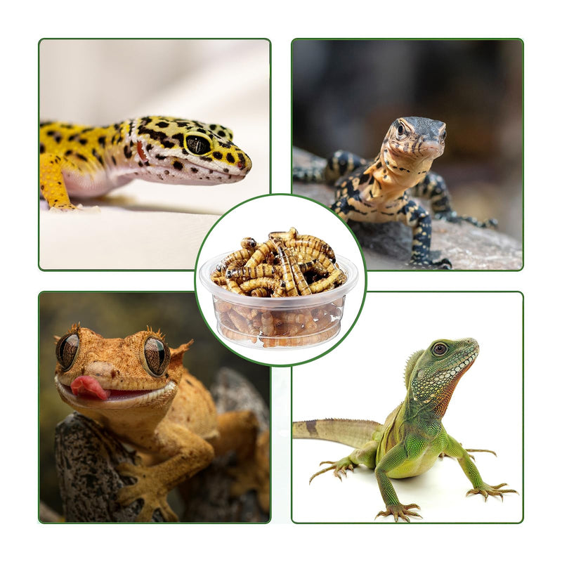 200 pcs 0.5oz Crested Gecko Food and Water Feeding Cups | Reptile Feeder Bowls | for Lizard and Other Small Pet Ledge Accessories Supplies - PawsPlanet Australia