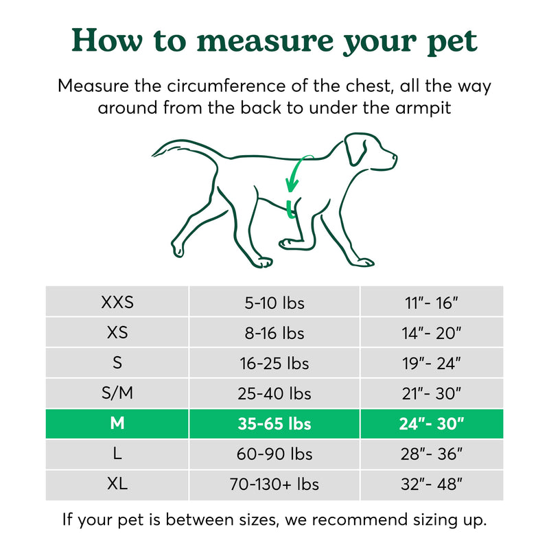 Better Walk No-Pull Dog Harness, Teal, 1” Medium – Stay in Control with Adjustable, Comfortable, Easy to Wear, & Durable Dog Harness – Ideal for Medium Dogs 35-65lb Aqua Teal - PawsPlanet Australia