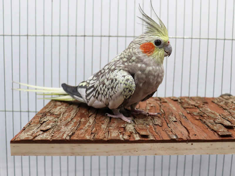 13.6 × 7.9 inch Large Bird Perch Stand Platform, Natural Wooden Small Animals Cage Accessories, Rectangle Stand Perch Shelf for Parrot Parakeet Cockatiel Rat Hamster Guinea Pig Conures Chinchillas 13.6 × 7.9 inch - PawsPlanet Australia