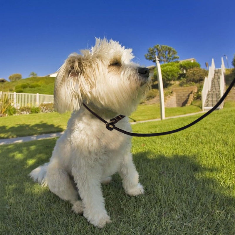Guiding Star Leather Slip Lead Dog Leash for Small Dogs & Puppies 6 Ft x 1/4 Inch,Luxurious and Lightweight Leather Training Dog Leash for Walking with Soft Handle (Brown) Slip Leash Brown - PawsPlanet Australia