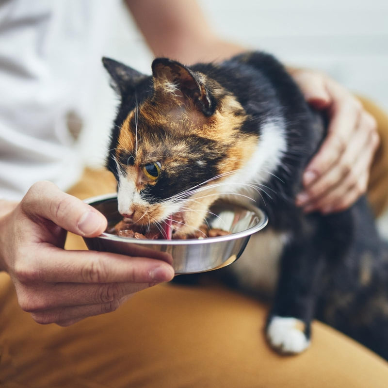 4 Pcs Stainless Steel Cat Bowls,5.5 Inches Metal Cat Bowl, Cat Food Bowls for Indoor Cats, Whisker Fatigue Cat Bowl, Shallow Cat Food Dish, Kitten Food Bowl, Elevated Food Bowls for Cats 5.5 inches - PawsPlanet Australia