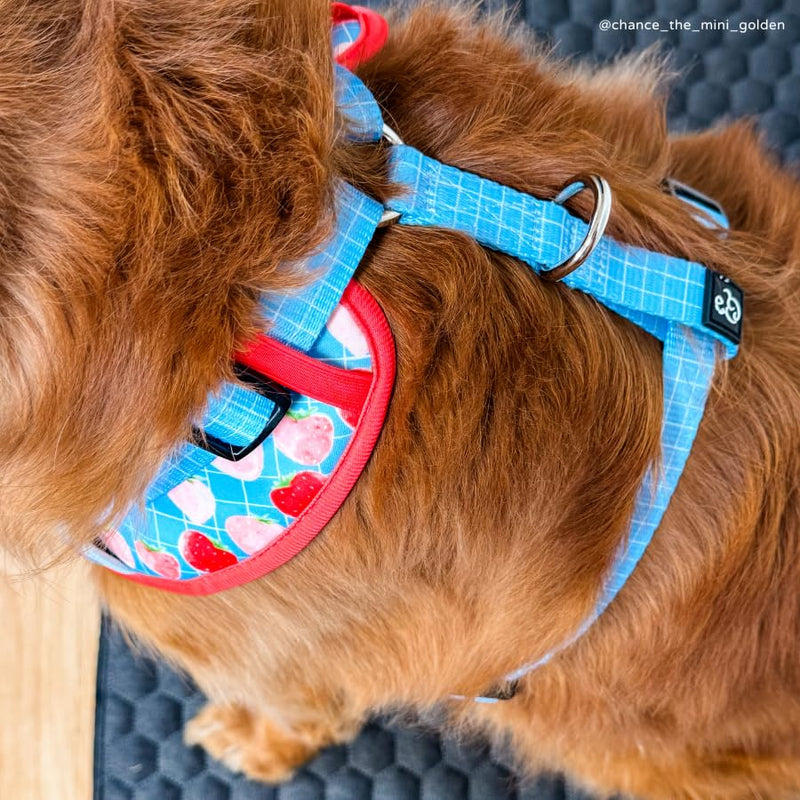 Lucy & Co. The Fresh Berries No-Pull Dog Harness - Size Small- Vest to Stop Pulling & Walk Easy - Comfortable Leash Training Product w/Adjustable Chest & Neck Straps The Fresh Berries No-Pull Harness - PawsPlanet Australia