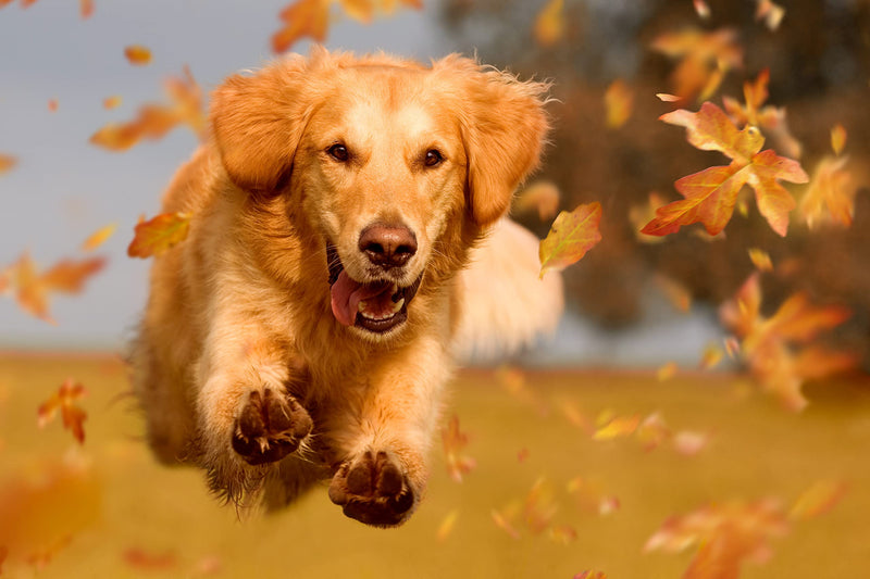 Immune Active Globules for Love for Your Dog to Support the Immune System and Activate the Defenses, Bioenergetic/Radionic Informed with Shitake Mushrooms and Nucleotides.