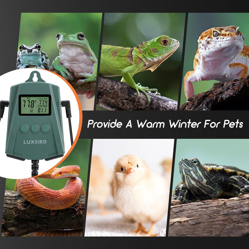 LUXBIRD Reptile Thermostat Controller (250w Per Outlet), Digital Thermostat for Turtles, Lizards, Frogs, and Other Reptiles - PawsPlanet Australia