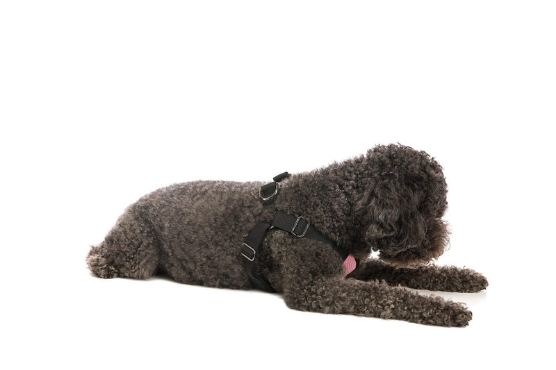 Gooby Comfort X Step in Harness - Pink, Medium - No Pull Small Dog Harness Patented Choke-Free X Frame - Perfect on The Go Dog Harness for Medium Dogs No Pull or Small Dogs for Indoor and Outdoor Use Medium chest (16.5~20.25") - PawsPlanet Australia
