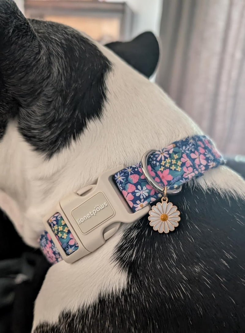 Lionet Paws Floral Dog Collar- Cute Spring Wildflowers Daisy Fleabane Dog Collars with Plastic Buckle, Light Adjustable Dog Collars for Medium Dogs Medium (Pack of 1) Blossoms - PawsPlanet Australia