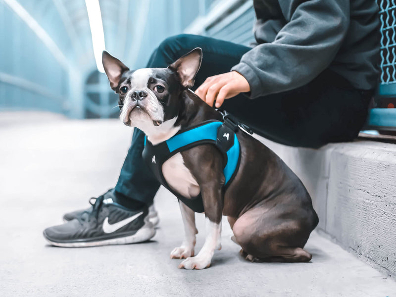 Gooby - Escape Free Easy Fit Harness, Small Dog Step-In Harness for Dogs that Like to Escape Their Harness, Turquoise, Medium Medium chest (18~21.75") - PawsPlanet Australia
