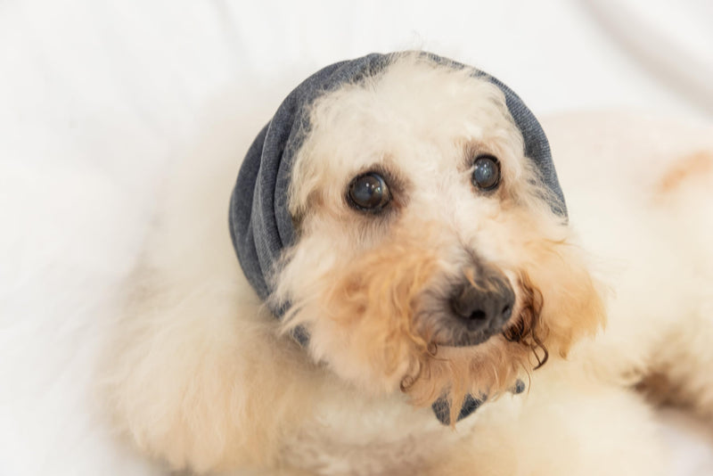 Dog Blow Dryer Ear Cover,Dog No Flap Ear Wrap Anxiety & Stress Relief - Dog Ear Flap Wrap for Surgery Recovery Grey M Medium - PawsPlanet Australia