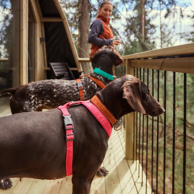 Hurtta Casual ECO Dog Y-Harness, Cinnamon, 24-28 in Cinnamon - ECO 24-28" - PawsPlanet Australia