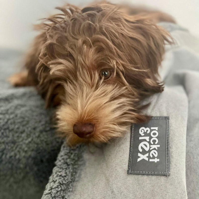 rocket & rex Medium Waterproof Dog Blanket, Grey, Washable Waterproof Pet Blanket Protects Beds, Couches & Other Furniture, Premium Fleece Fabric with Reversible Faux Suede, 30" x 40" (Pack of 1) 30 x 40" - PawsPlanet Australia