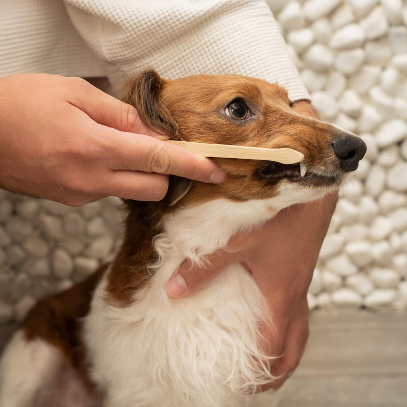 Bamboo Dog Toothbrush (4-Pack) | Double-Sided, Soft Bristle, Toothbrush for Small and Large Dogs | Pets Dental Care 4 Count (Pack of 1)