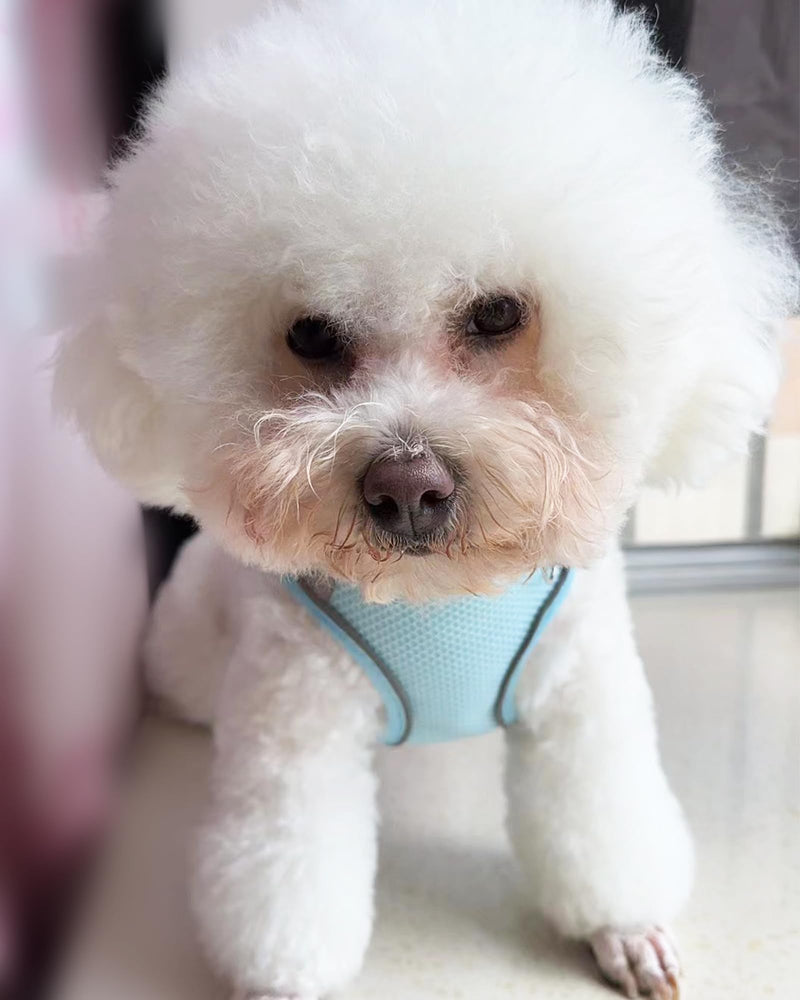 Solmoony Dog Harness for Small Medium Dogs No Pull, Puppy Harness and Leash Set, Puppy Harness, Step in Harness for Small Dogs, mesh Dog Harness. (Bule, XXS) Bule - PawsPlanet Australia