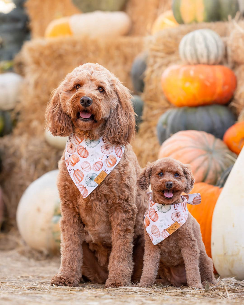 Remy+Roo Fall Dog Bandanas 4 Pack - Amber Set, Premium Durable Polyester Fabric, Patented Curved Design, Adjustable Fit for Small, Large, and XL Dogs, Trendy Patterns, Dog Fall Bandanas (Small) - PawsPlanet Australia