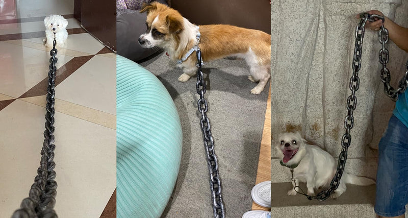 Funny Big Dog Chain Leash - Fake Iron Chain, Plastic, Comes with Puppy Collar - Chihuahua, Poodle, Papillon - PawsPlanet Australia