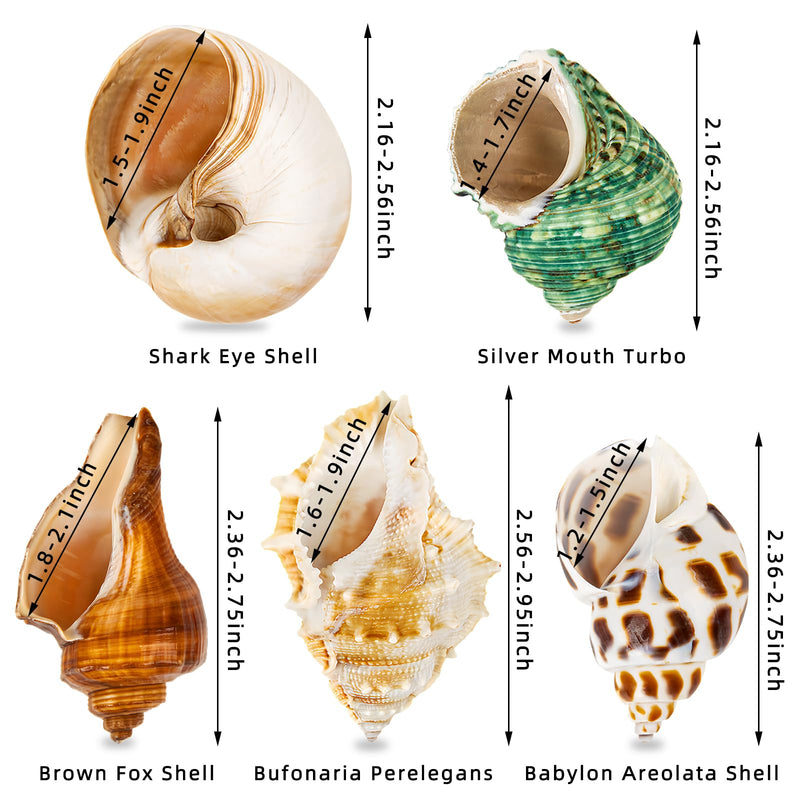 5PCS Hermit Crab Shells | Natural Sea Conch Size 2.1" - 2.8", Opening Size 0.9" - 1.5" | Medium Large Turbo Seashells for Hermit Crab Supplies and Beach Decoration Sea Shell - PawsPlanet Australia