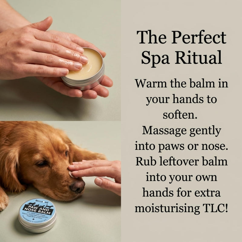 Be:Loved - Be:Safe First Aid Dog Nose & Paw Balm - Natural Relief for Scratches, Grazes and Minor Irritations - With Vitamin E, and Shea Butter - Handmade in the UK - 60g Paw And Nose Balm B1