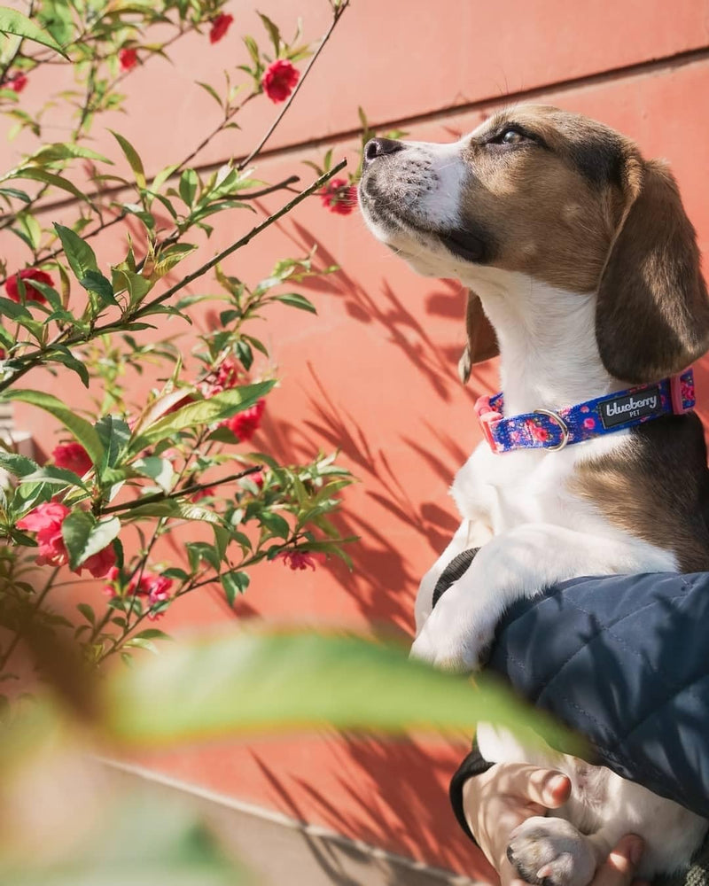 Blueberry Pet Dog Collar Rose Print, Adjustable Medium Dog Collars for Medium Dogs, Large & Small Dogs, Puppy Collar, Pink Dog Collar for Girls, Eco-Friendly, 14.5-20 in Neck Irish Blue - PawsPlanet Australia