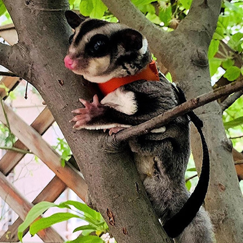 3 Pack Sugar Glider Harness and Leash Set Small Animal Training Walking Vest for Squirrel Hamster Rat Pink - PawsPlanet Australia