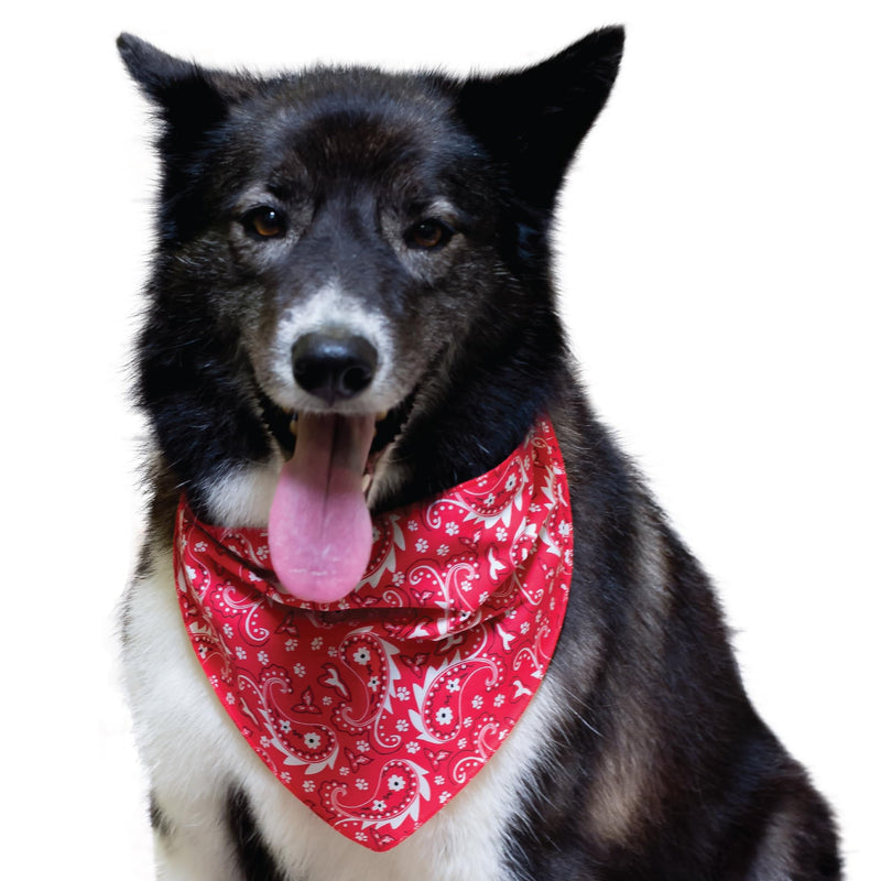 60 Assorted Paisley Tieback Dog Grooming Bandanas/Groomers Bulk Package - PawsPlanet Australia