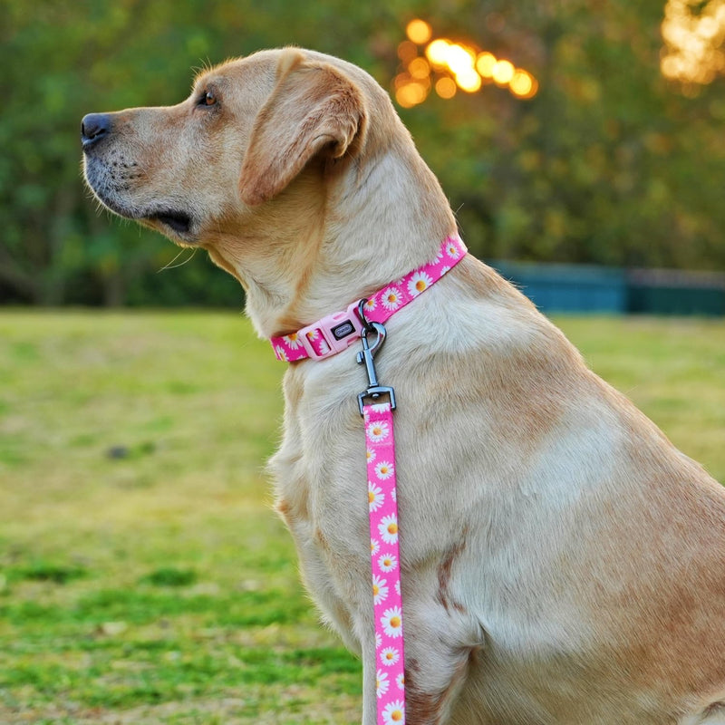 Dog Collar and Leash Set, Cute Pink Daisy Pattern, Polyester Material, 5ft Leash, for Small Dogs.(S, Daisy Set) Daisy Hot Pink
