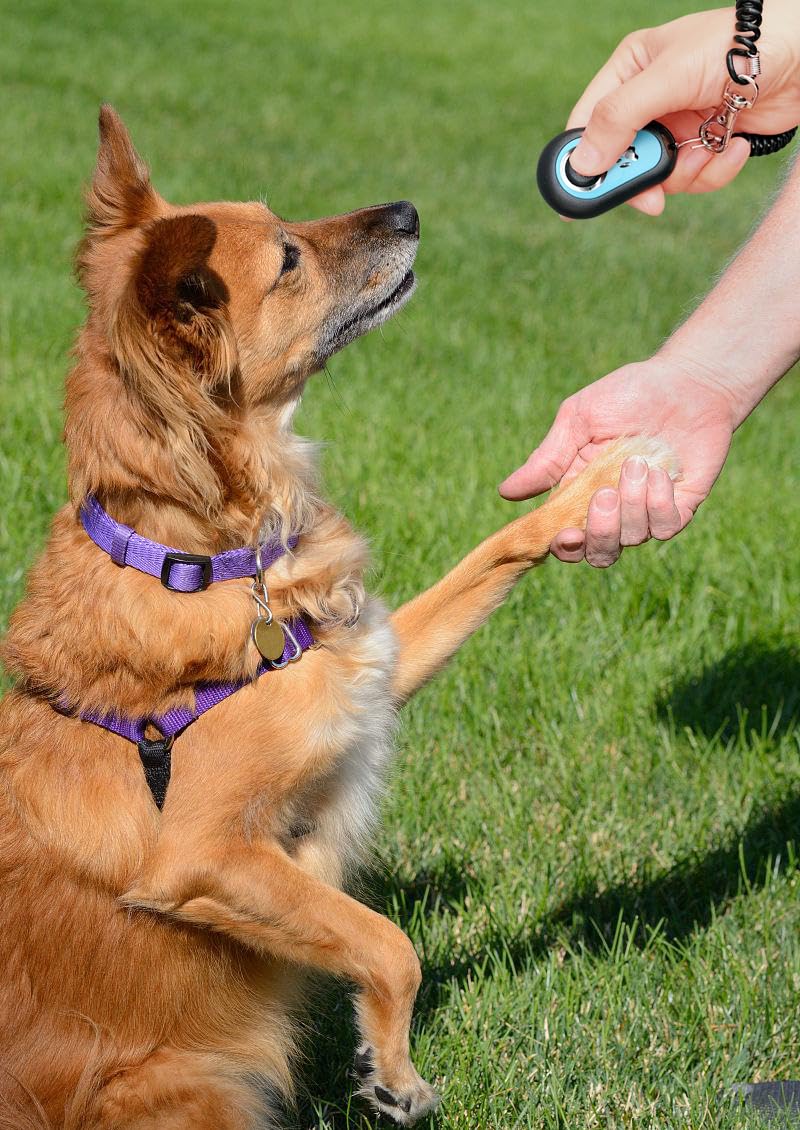 Pet Clicker for Dogs/Cats/Horses/Birds or Other Animals - Clickers for Training (Blue + Green) - PawsPlanet Australia