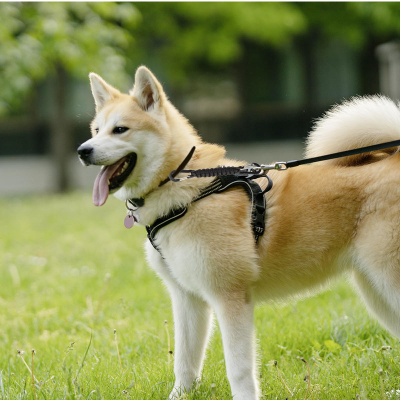 Dog Leash Safety Clip, Backup Safety Strap for Prong Collar, Dog Harness Connector, Training for Running, Walking and Hiking - PawsPlanet Australia
