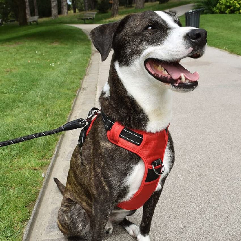 Bobby Rando Walk - Dog Harness, Dog Harness Medium Small Large Dog in Nylon, Safe, Comfortable, Reflective, Adjustable, Red, S/32-48x1,6 CM - PawsPlanet Australia